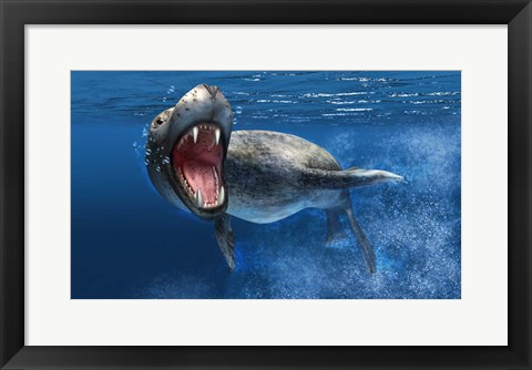 Framed Leopard Seal Swimming Underwater Print