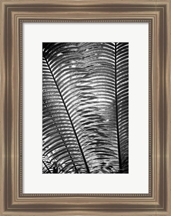 Framed Sunlit Palms I Print