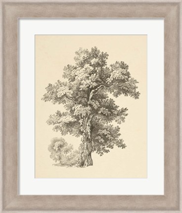 Framed Tree Study I Dark Print