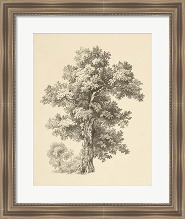 Framed Tree Study I Dark Print