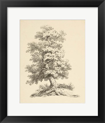 Framed Tree Study II Dark Print