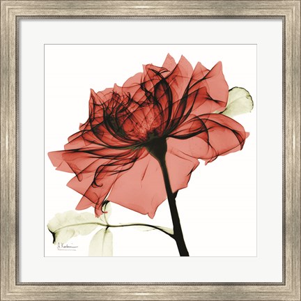 Framed Red Rose Print