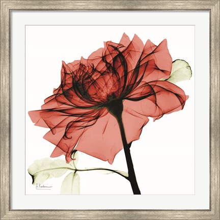 Framed Red Rose Print