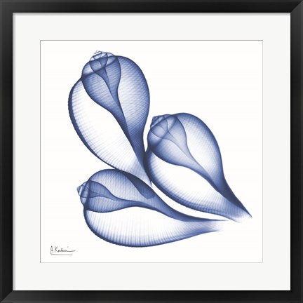 Framed Blue Three Conch Print