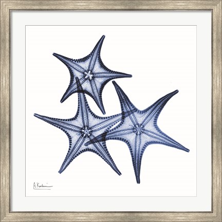 Framed Blue Three Starfish Print