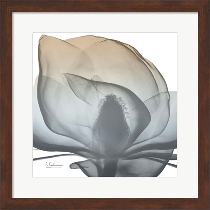 Framed Magnolia Earthy Beauty New Print