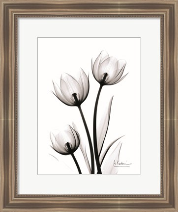 Framed Tulips High Contrast Print