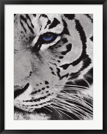 Framed Tiger Purple Eye 2 Print