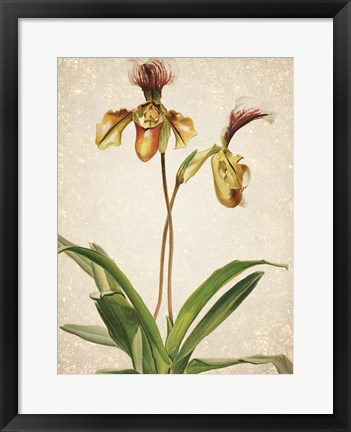 Framed Orchids  1 Print