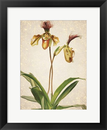 Framed Orchids  1 Print