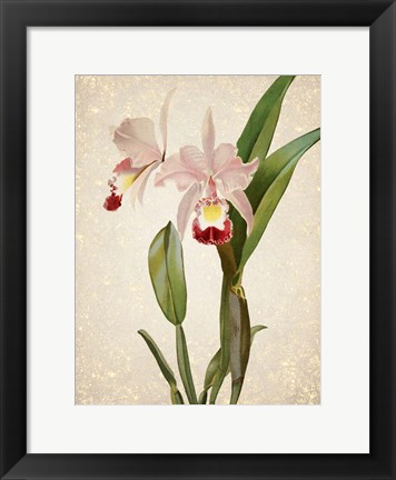 Framed Orchids  2 Print