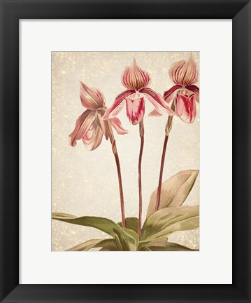 Framed Orchids 4 Print