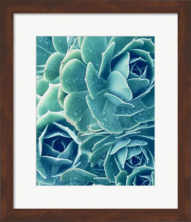 Framed Succulents With Dew 2 Print