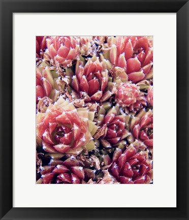 Framed Red Succulents New Born 1 Print