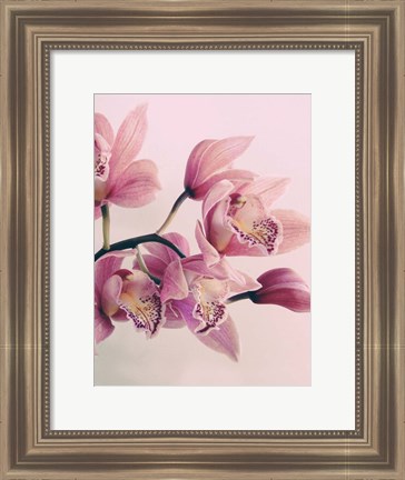 Framed Pink Orchids Print