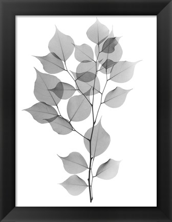 Framed Myrtle Tree L182 Print