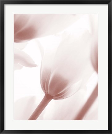 Framed Tulip 1 Print