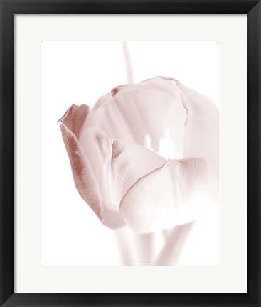 Framed Tulip 2 Print