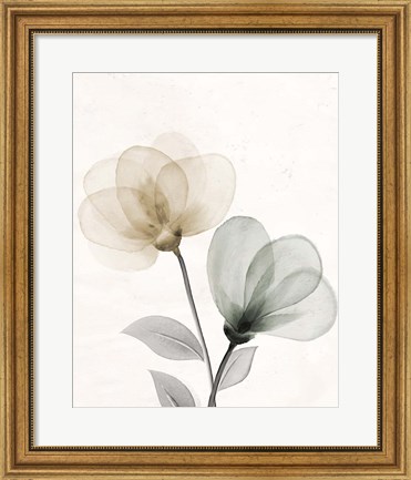 Framed Open Bloom 1 Print