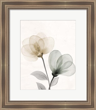 Framed Open Bloom 1 Print