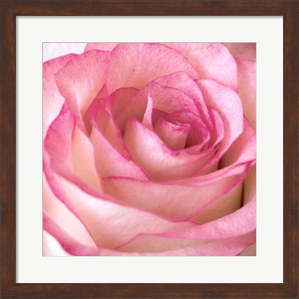 Framed Strength Rose 2 Print