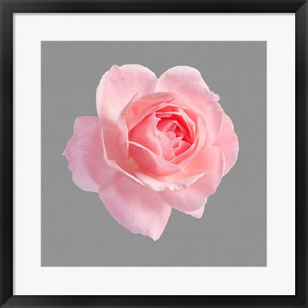 Framed Trust Rose 2 Print