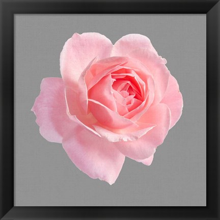 Framed Trust Rose 2 Print