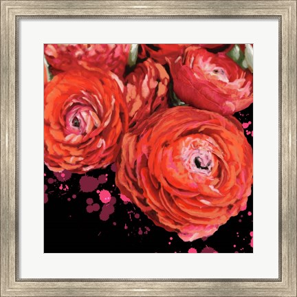 Framed Fiery Ranunculus Print