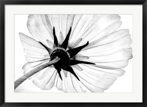 Framed Anemone Print