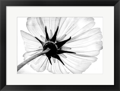 Framed Anemone Print