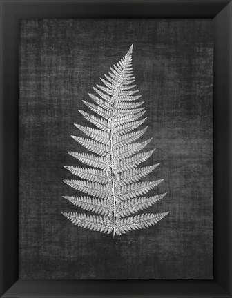 Framed Astor Fern 1 Print