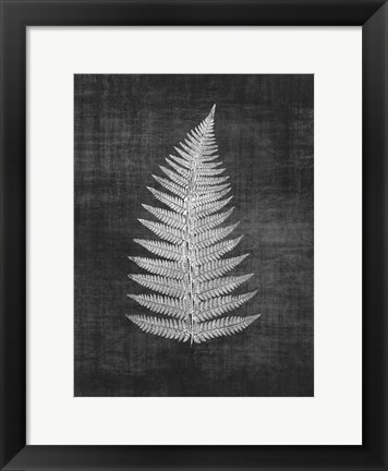 Framed Astor Fern 1 Print