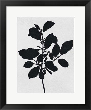 Framed Silhouetted Inverted Growth 2 Print