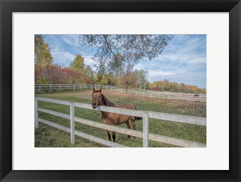 Framed Perseverance Of Amazement Print