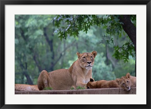 Framed Pride Of Purpose Print