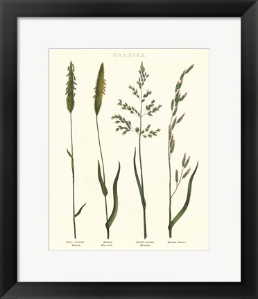 Framed Herbal Botanical Study I Ivory Print