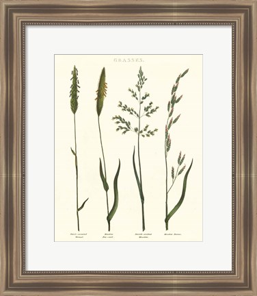 Framed Herbal Botanical Study I Ivory Print