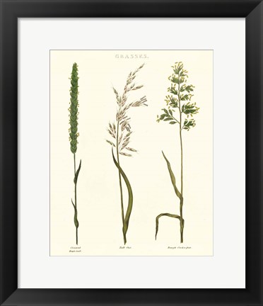 Framed Herbal Botanical Study II Ivory Print