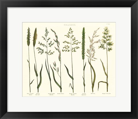 Framed Herbal Botanical VII Ivory Print