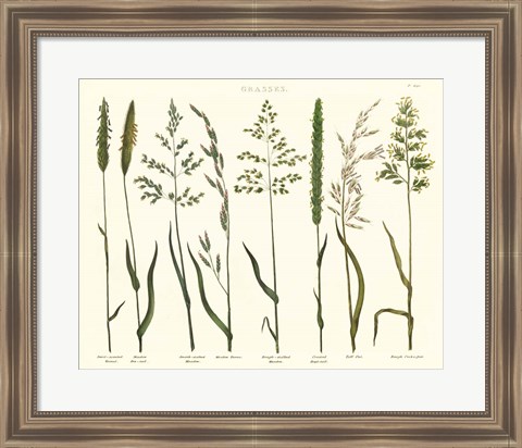 Framed Herbal Botanical VII Ivory Print