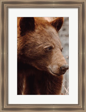 Framed Bear Profile I Print