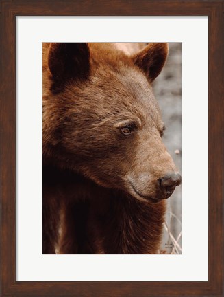 Framed Bear Profile I Print