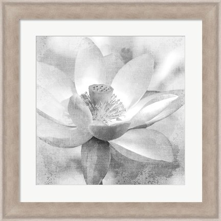 Framed Lotus Print