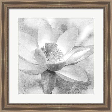 Framed Lotus Print