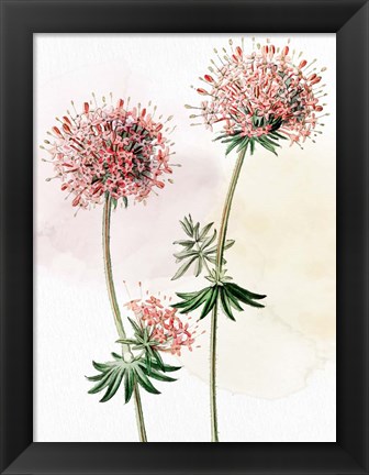 Framed Watercolor Crosswort Print