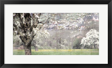 Framed Apple Blossom Print