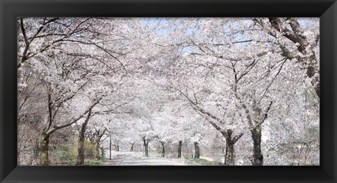 Framed Cherry Blossom Lane Print