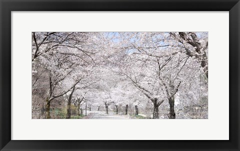 Framed Cherry Blossom Lane Print