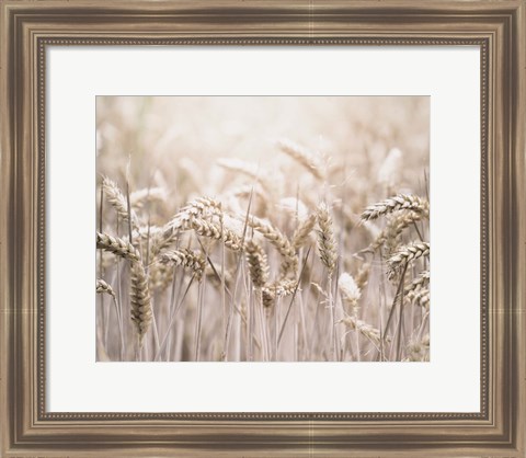 Framed Mute Wheat Field Print