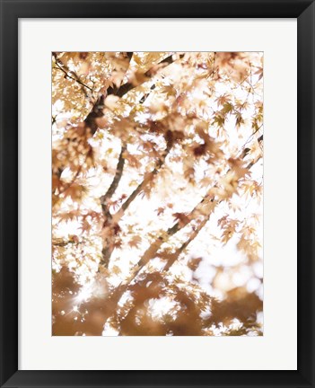 Framed Light in the Leaves Print